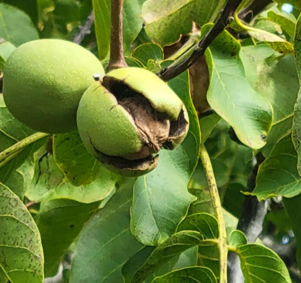 Kashmiri Walnuts (with shells) β 1 KG