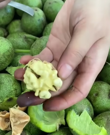 Kashmiri Walnuts (with shells) – 1 KG