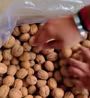 Kashmiri Walnuts (with shells) – 1 KG